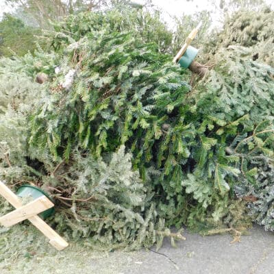 pile of discarded christmas trees