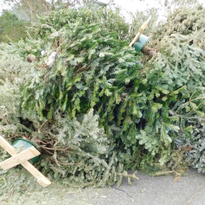 christmas tree pickup seattle area