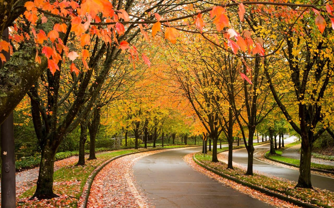 Downtown city center of Bellevue WA