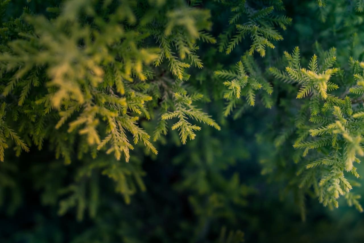 artificial christmas tree pickup seattle area