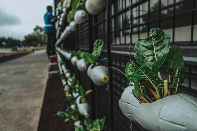 recycled plastic bottles used to grow plants